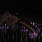 Bad Berleburg_2013_6